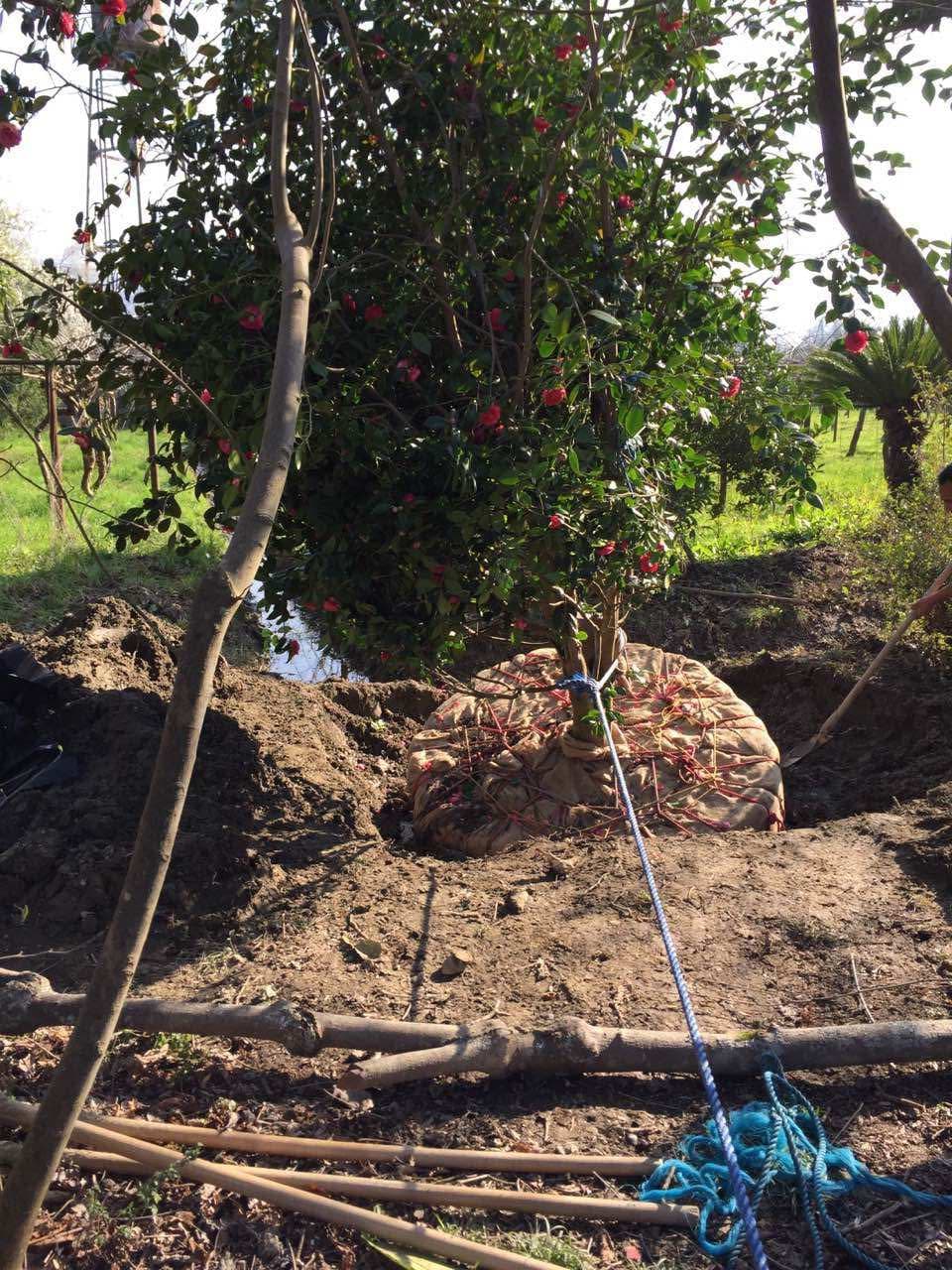 Img 205 Firouz Ferdowstown Residential 24