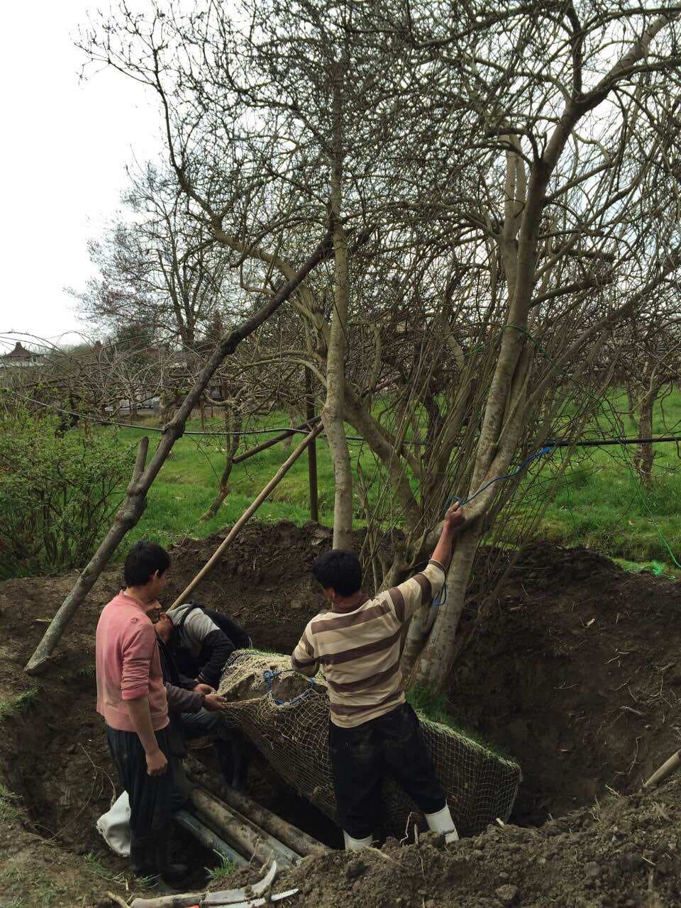 Img 205 Firouz Ferdowstown Residential 22