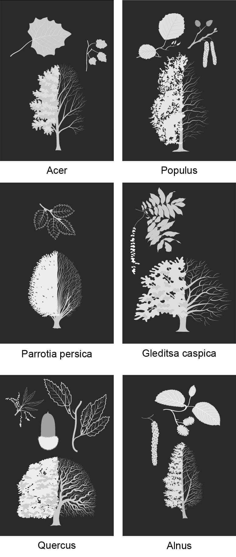 پلان کاشت بسکی 03